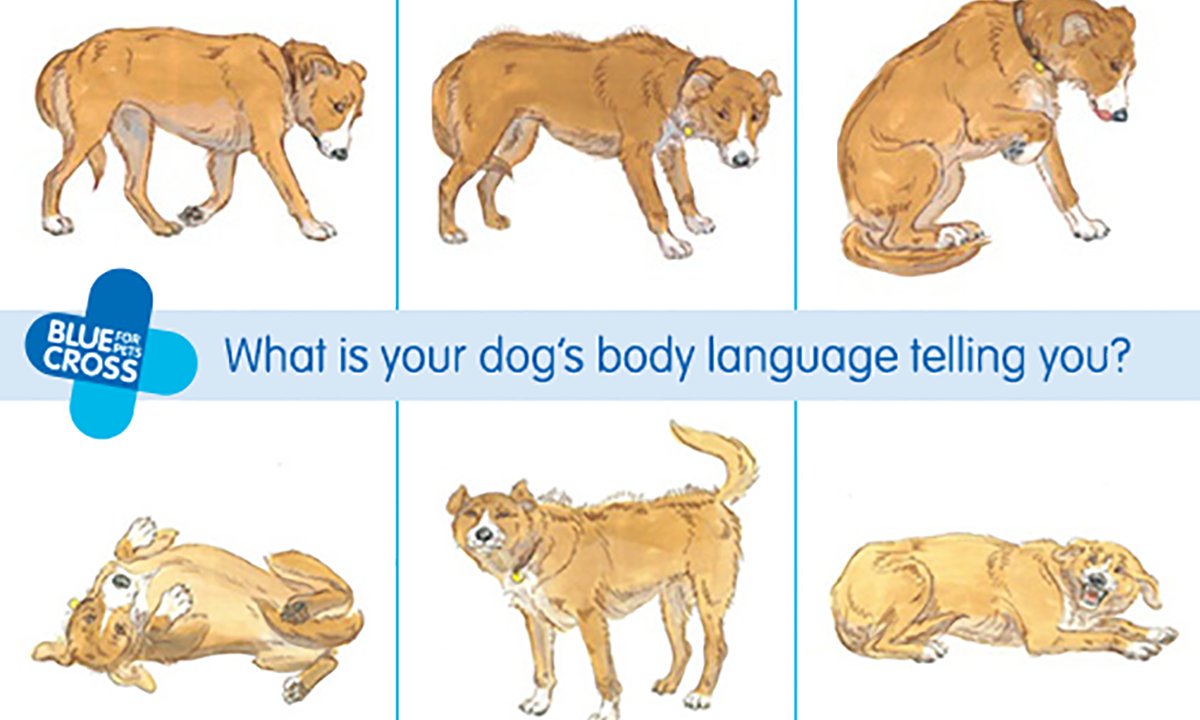 Image result for blue cross safe dog